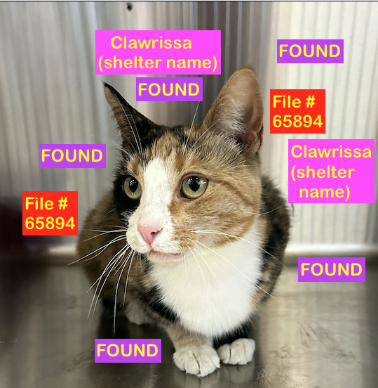 Calico Cat FOUND in Blackwolf NORTH area with No Identification. File #65894. To claim,call Shelter ASAP 403-320-4099 to make an appointment. Bring Proof of Ownership. facebook.com/photo/?fbid=88… Please RT #yql