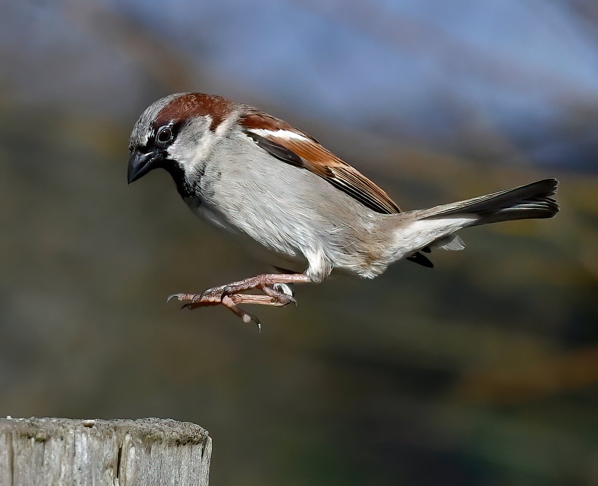 CarlBovisNature's tweet photo. Male House Sparrow about to touch down.. 😁😍🐦 https://t.co/yM7obsMZYq