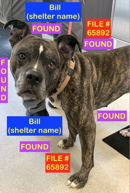 Brindle Boxer Dog FOUND in Winston Churchill NORTH area with No identification. File #65892. To claim,call Shelter ASAP 403-320-4099 to make an appointment. Bring Proof of Ownership. facebook.com/photo/?fbid=88… Please RT #yql