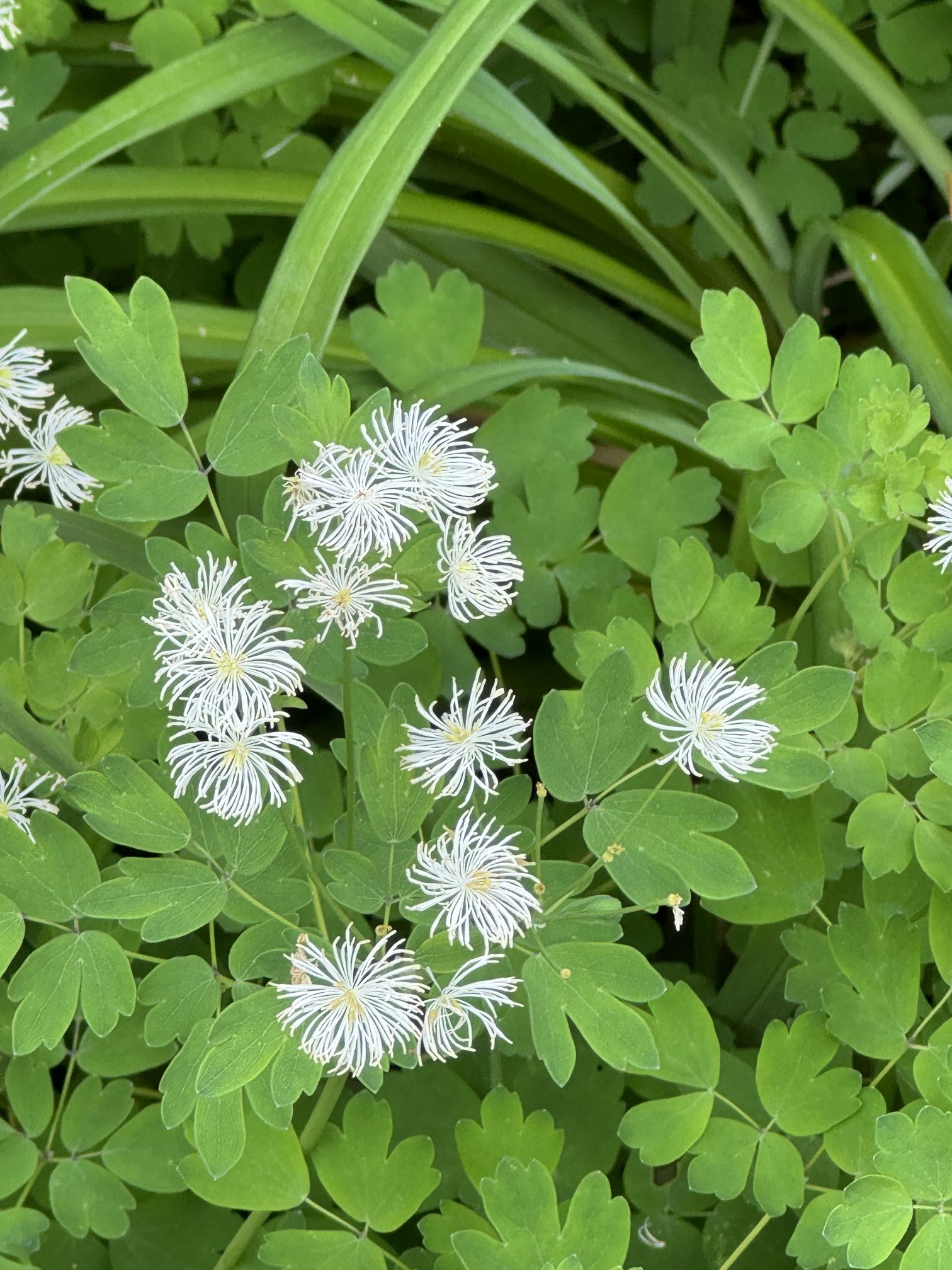 山野草　超希少白花　エゾツツジ 大株E 山野草 超希少白花 エゾツツジ 大株E 山野草 超希少白花