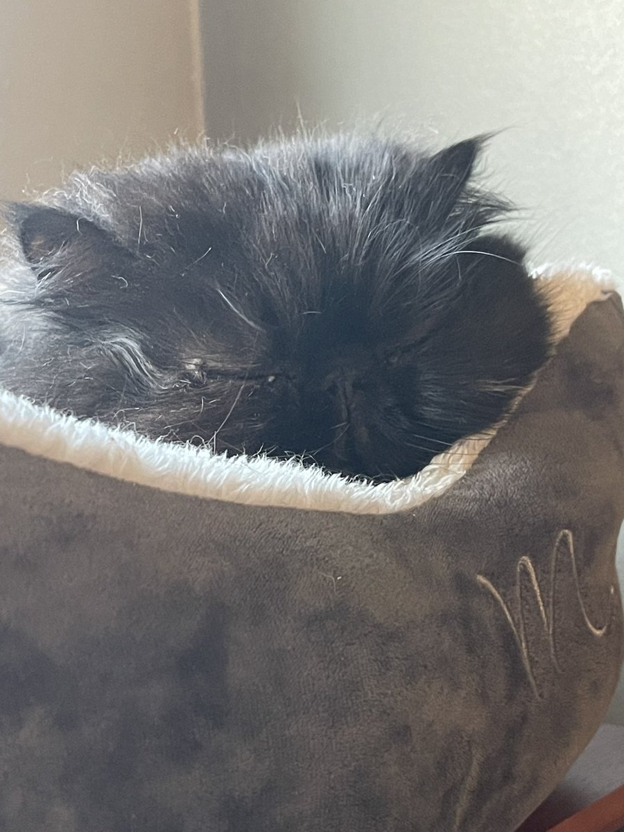 2dade put my favite. Bed on top of the victor ola. maybe. Gode is goode