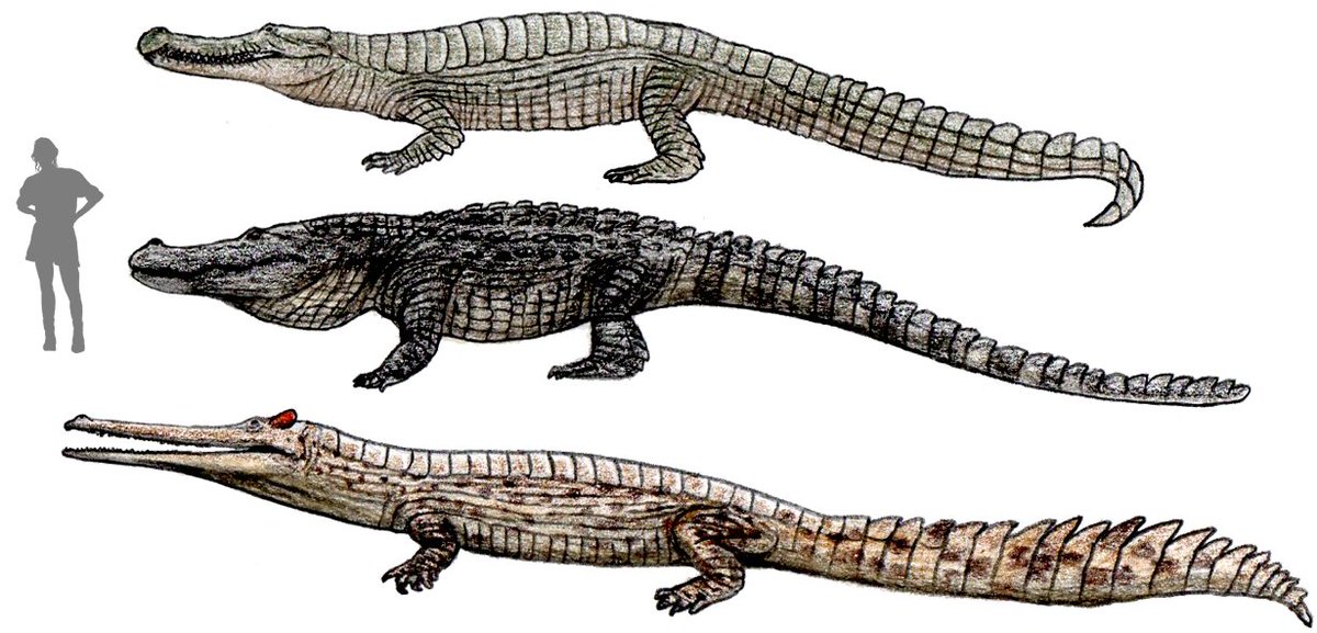 Tomozaurus's tweet photo. Some very big mesozoic crocodyliforms, top-to-bottom: Sarcosuchus imperator, Deinosuchus rugosus and Stomatosuchus inermis. https://t.co/62496Ro9E3