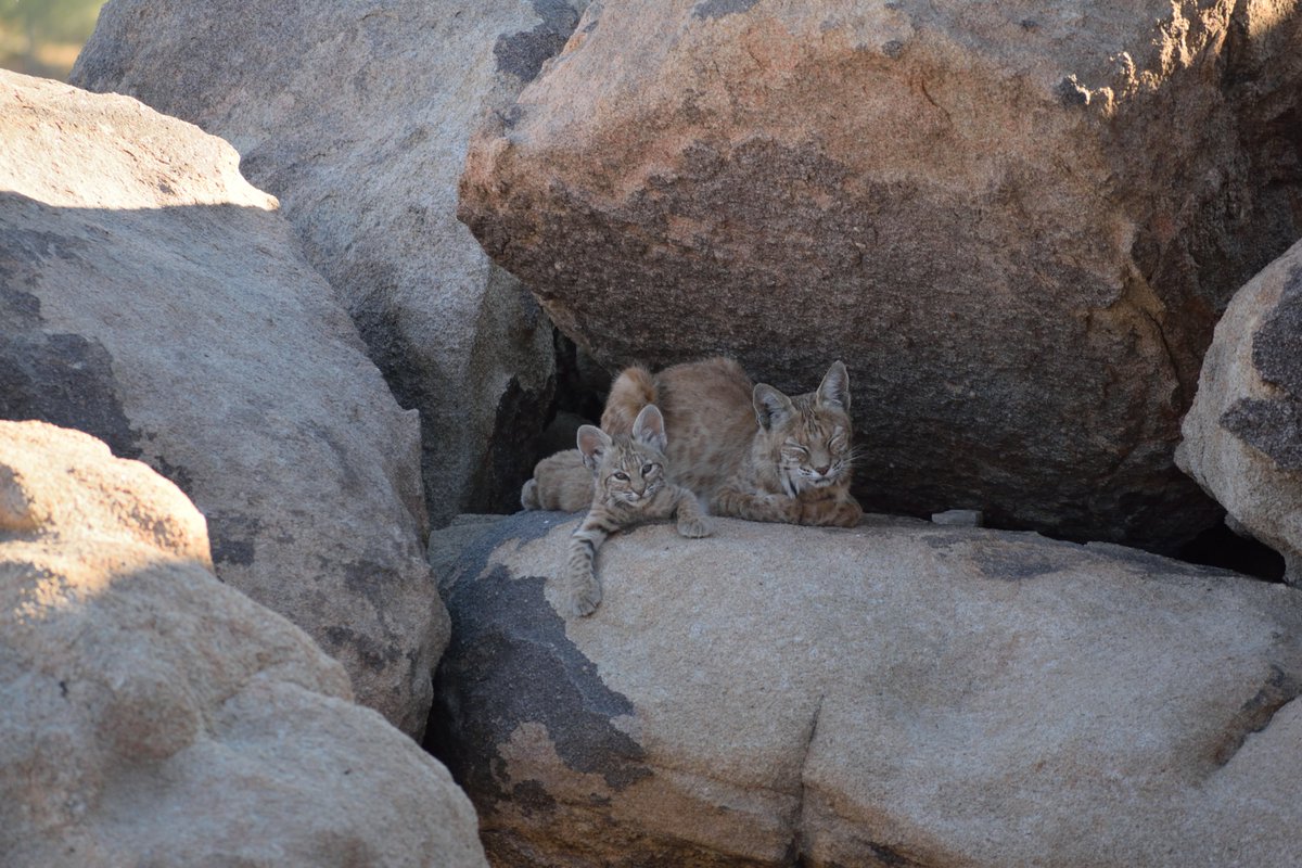 MojaveDesertLT's tweet photo. 🎶What the world needs now is baby bobcats, sweet baby bobcats / It's the only thing that there's just too little of 🎶Last month, MDLT volunteers and supporters Nathan and Keith observed this young bobcat family (Lynx rufus) on MDLT’s Quail Mountain preserve. https://t.co/NMoGCpmHvY