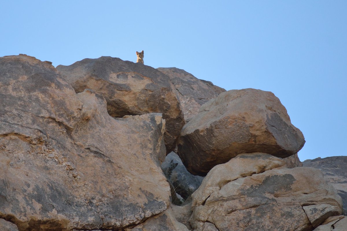MojaveDesertLT's tweet photo. 🎶What the world needs now is baby bobcats, sweet baby bobcats / It's the only thing that there's just too little of 🎶Last month, MDLT volunteers and supporters Nathan and Keith observed this young bobcat family (Lynx rufus) on MDLT’s Quail Mountain preserve. https://t.co/NMoGCpmHvY