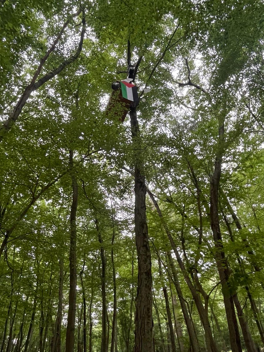 EndProjectMaple's tweet photo. Statement from the Lincoln Forest tree-sitter:

"All fossil fuel fights must be anti-militarist. We are not only against these individual projects, but the entire fossil fuel industry and the largest polluter on the planet: the US military."

1/3 https://t.co/ikySuiprrQ