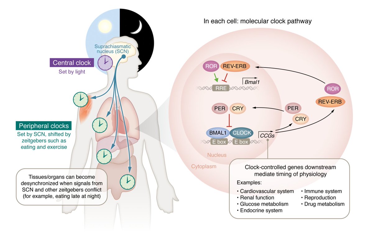 Eric Topol (@erictopol) on Twitter photo Our circadian rhythm and how its disruption is linked to metabolic syndrome, obesity, Type 2 diabetes and cardiovascular disease. A first-rate review <a href="/jclinicalinvest/">Journal of Clinical Investigation</a>
jci.org/articles/view/…
<a href="/thelaschrader/">Lauren Schrader, MPH</a> <a href="/MaleckiKristen/">Kristen Malecki</a> Our circadian rhythm and how its disruption is linked to metabolic syndrome, obesity, Type 2 diabetes and cardiovascular disease. A first-rate review <a href="/jclinicalinvest/">Journal of Clinical Investigation</a>
jci.org/articles/view/…
<a href="/thelaschrader/">Lauren Schrader, MPH</a> <a href="/MaleckiKristen/">Kristen Malecki</a>