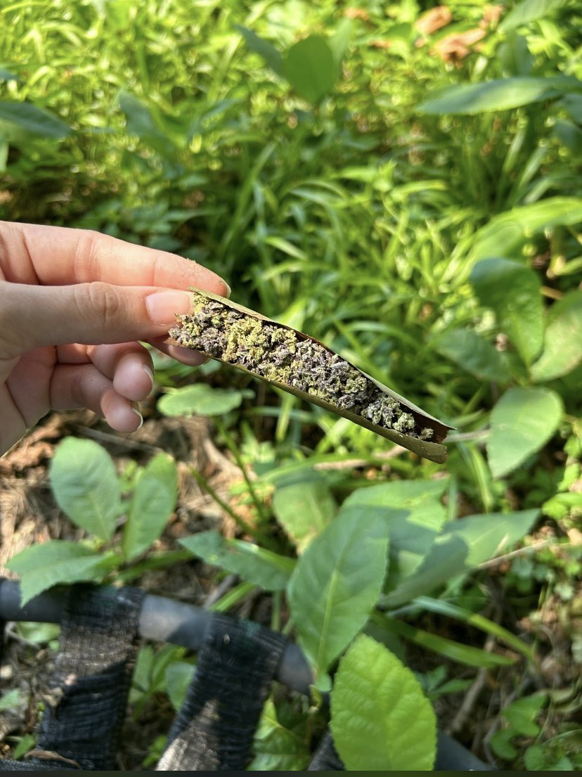WhiteSlime92871's tweet photo. Gassy 🍃😮‍💨
#weedgalway #weedcork #weedlimerick #weedwaterford #weedkilkenny
#weedbelfast #weedkinsale #weedkillarney #weedwestport #waterford #waterfordweed #galwayweed #killarneyweed #Cork #corkweed #corkplug #belfastplug #ukcannabis #ukfinest https://t.co/V6fLL4rXSs