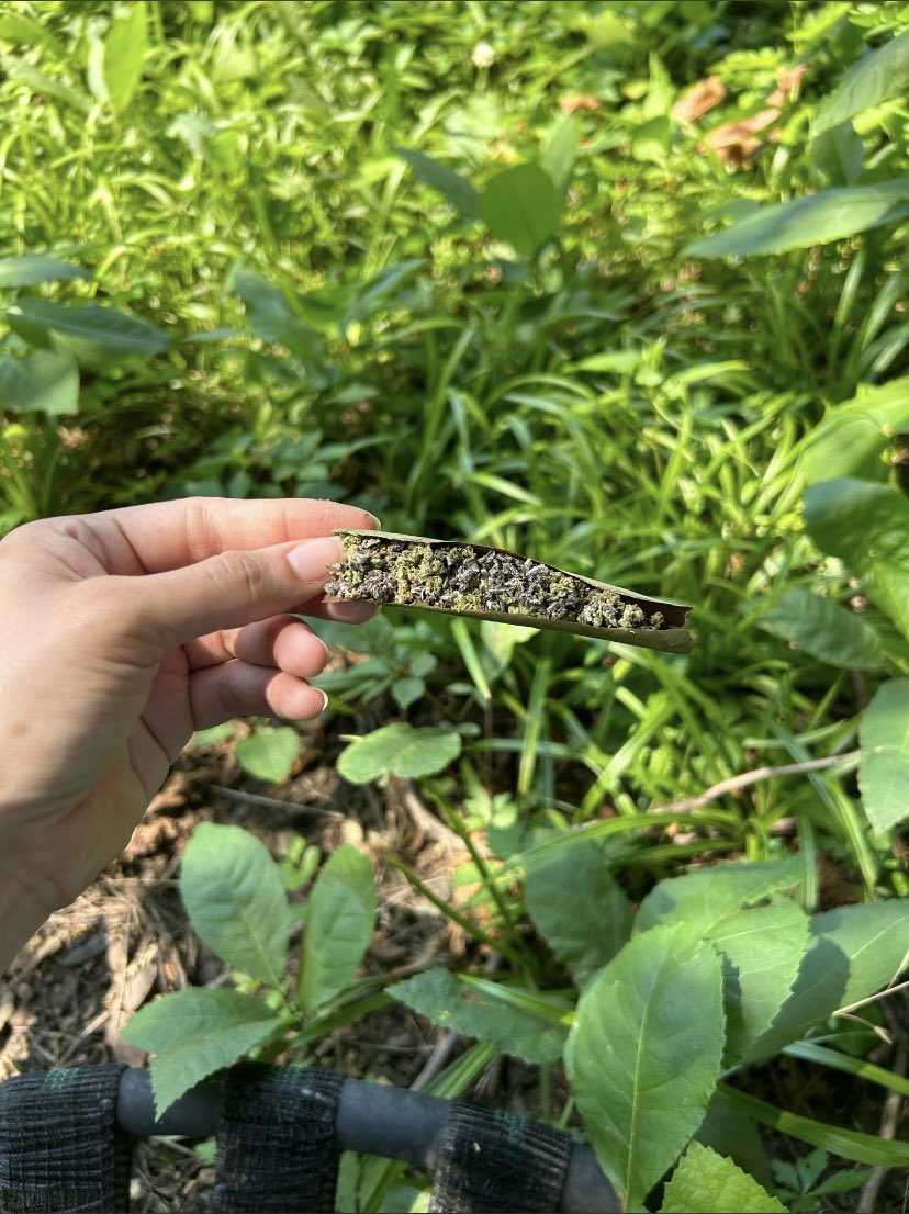 WhiteSlime92871's tweet photo. Gassy 🍃😮‍💨
#weedgalway #weedcork #weedlimerick #weedwaterford #weedkilkenny
#weedbelfast #weedkinsale #weedkillarney #weedwestport #waterford #waterfordweed #galwayweed #killarneyweed #Cork #corkweed #corkplug #belfastplug #ukcannabis #ukfinest https://t.co/V6fLL4rXSs
