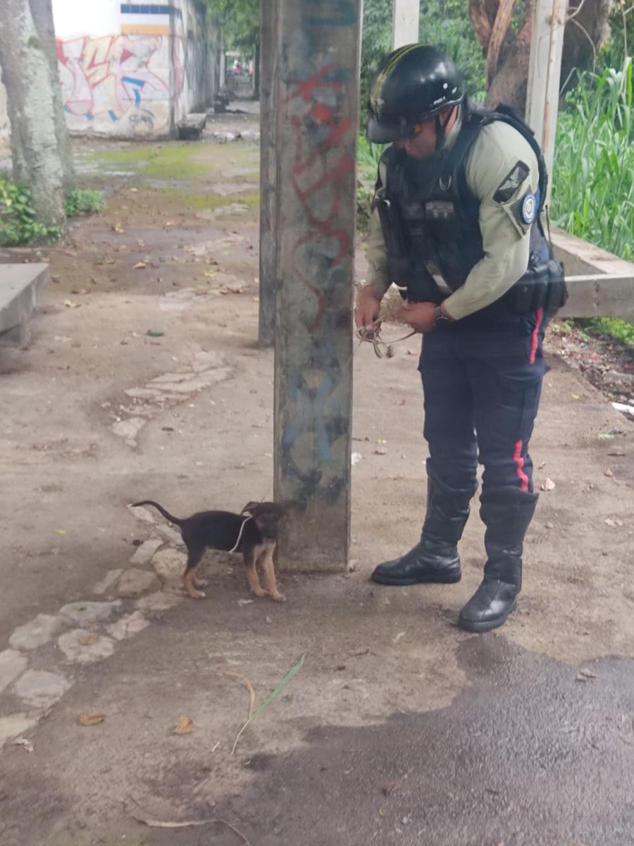 PolisucreOficia's tweet photo. #15julio | Funcionarios de Patrullaje Motorizado atendiendo el llamado de vecinos de la Urbina, procedieron a rescatar a un cachorro que se encontraba abandonado y amarrado a un árbol, el mismo fué trasladado a nuestra sede donde se realizarán las coordinaciones para su albergue. https://t.co/THrq55iVPE