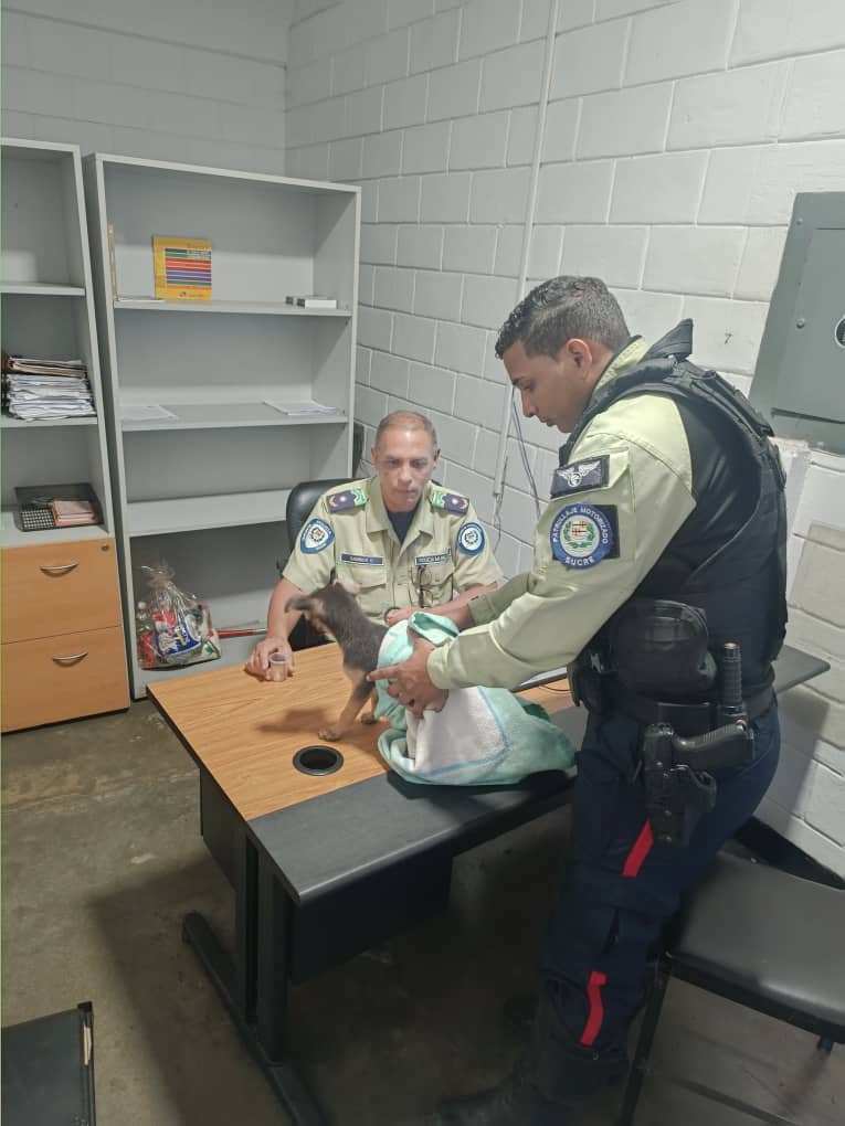 PolisucreOficia's tweet photo. #15julio | Funcionarios de Patrullaje Motorizado atendiendo el llamado de vecinos de la Urbina, procedieron a rescatar a un cachorro que se encontraba abandonado y amarrado a un árbol, el mismo fué trasladado a nuestra sede donde se realizarán las coordinaciones para su albergue. https://t.co/THrq55iVPE