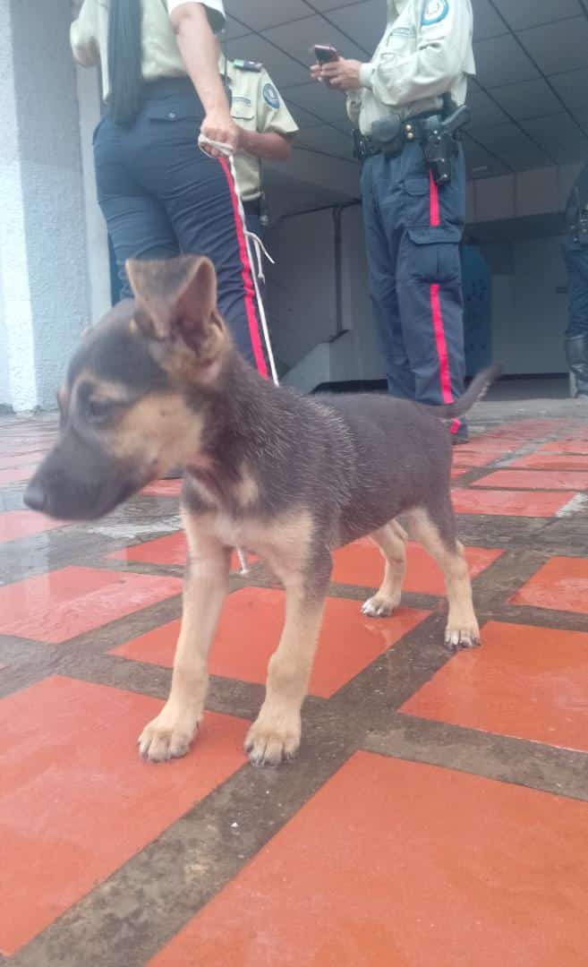 PolisucreOficia's tweet photo. #15julio | Funcionarios de Patrullaje Motorizado atendiendo el llamado de vecinos de la Urbina, procedieron a rescatar a un cachorro que se encontraba abandonado y amarrado a un árbol, el mismo fué trasladado a nuestra sede donde se realizarán las coordinaciones para su albergue. https://t.co/THrq55iVPE