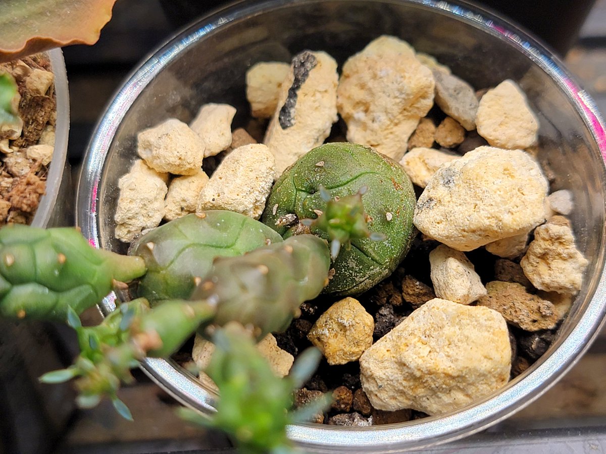 yugu_plants's tweet photo. Euphorbia globosa
丸く育てたいけどめちゃめちゃ難しい~ってなってます。とりあえず直射日光に当てれば丸くなるなるみたいな噂を聞きそうする試みはしてます。
#Euphorbia #globosa https://t.co/3UyVcGgSWd