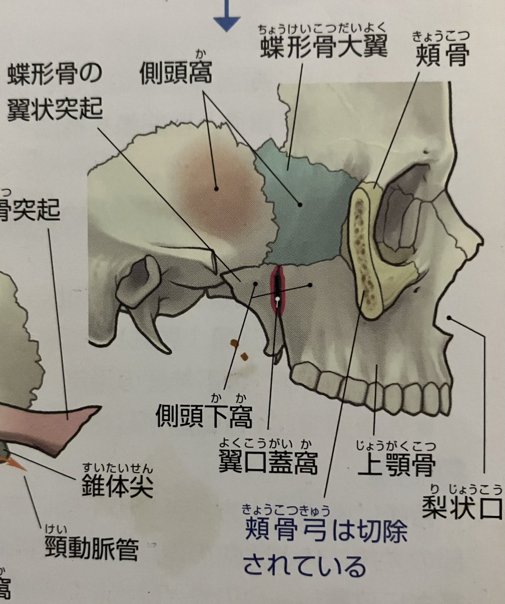 zassi ／ ほっぺたの騒ぎ方 優ん庵 on X