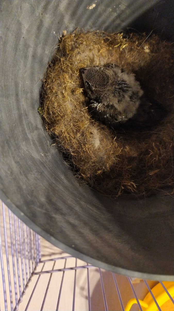 _oddsok_'s tweet image. Dzisiaj na ulicy znalazłem małego jerzyka #jerzyk. Po podniesieniu go z chodnika zauważyłem, że nie ma on jeszcze rozwiniętych oczu i nie jest do końca upierzony. Czy ktoś wie co w takiej sytuacji mogę zrobić? Udać do weterynarza czy szukać specjalistów? #ptaki #zagrożonegatunki