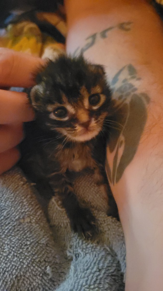 stutteringkiwi's tweet photo. If you don't watch @DeadonDave you will make this kitten very sad 💔 https://t.co/epZwcTzH7N