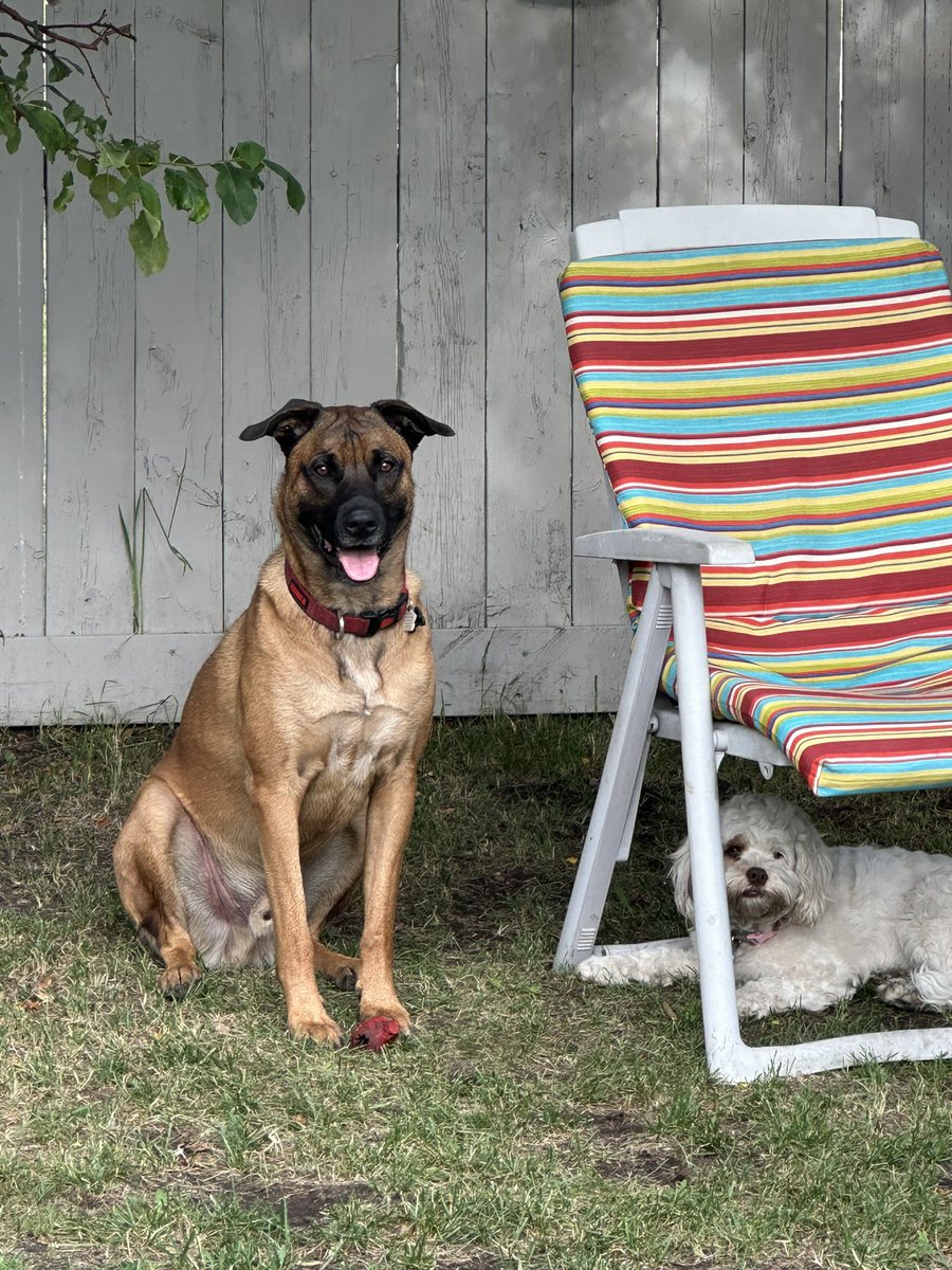 irolands1's tweet image. Took these motherfuckers straight to the dog park after work.

Got home.

BBQ’d steak, burgers AND hotdogs, which these freeloaders got their own plates.

Now, he expects me to come play fetch after a big supper and two beers.

#Entitled