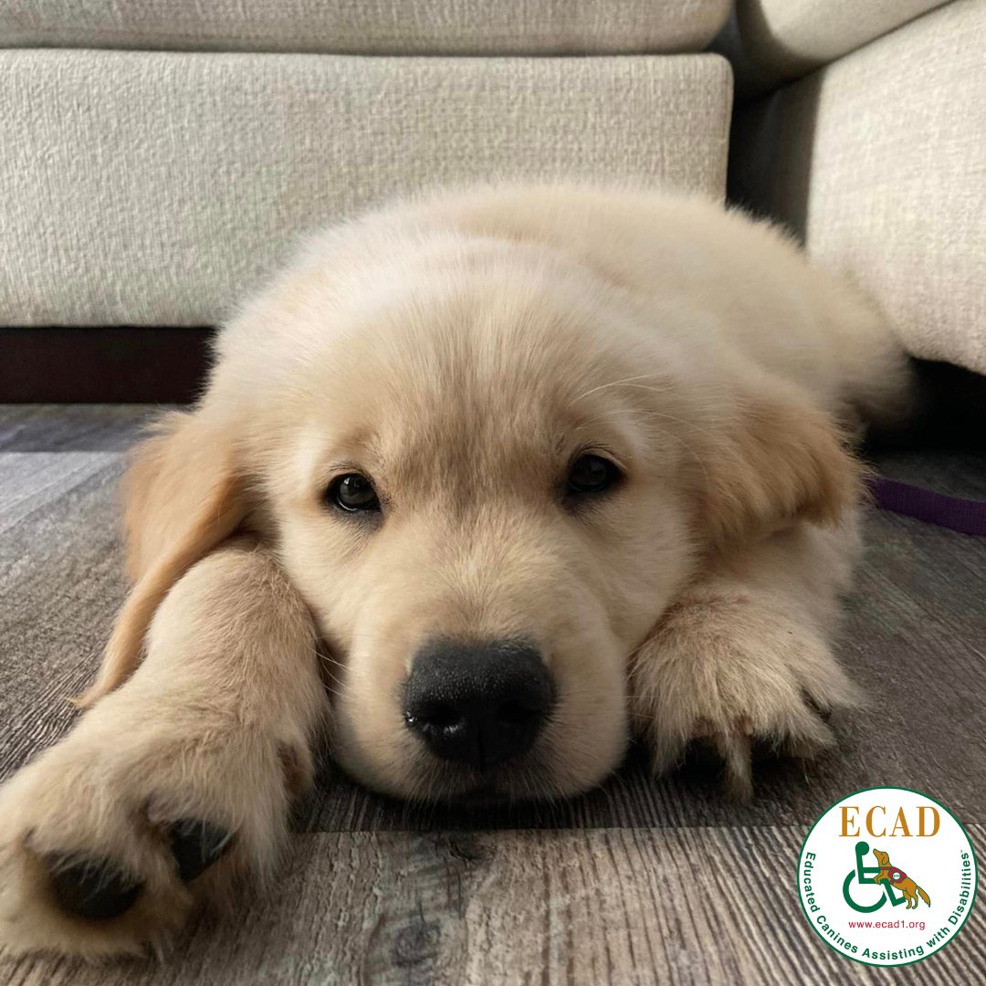 ECADServiceDogs's tweet photo. Happy Monday from Tang! At 10 weeks old, he can already sit, stay and lay down. His #NurseryTeam says that Tang sleeps great, but hates the heat. He loves to sleep under her desk and in the air conditioning! Follow along for more #pupdates! https://t.co/LkobJOIxt7