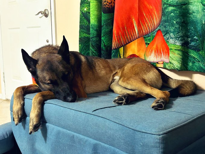 I love my sleepy boy 🥰 https://t.co/gilz5ZzRwN<a href="/tag/twitteroftime"class="tags"><span>#twitteroftime</span></a>