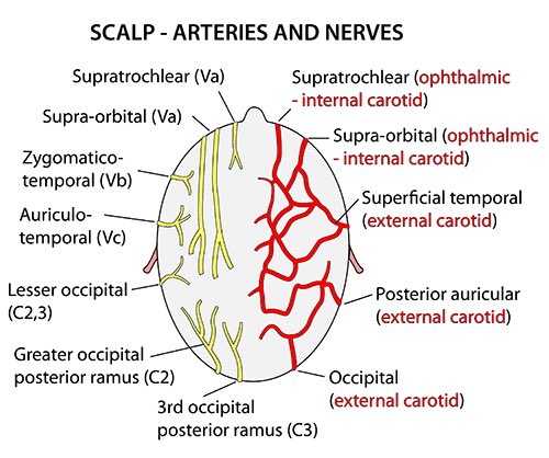 OGdukeneurosurg's tweet photo. Arteries and nerves to scalp https://t.co/HoNUO8kNfa