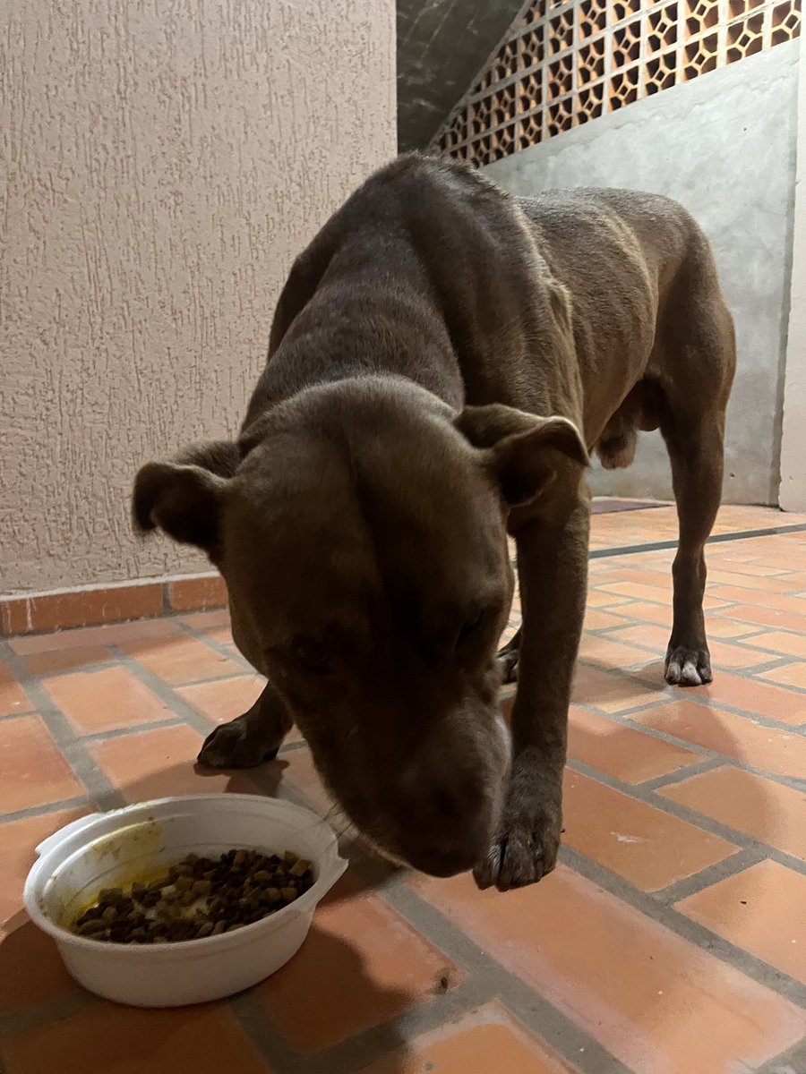 Lorecalta's tweet photo. Ayuda! 🚨‼️perro encontrado! Sobre Luis Alberto del Paraná y corochire
Compartan porfa https://t.co/RUicJQZUpX
