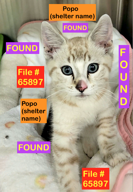 Siamese Tabby mix Cat FOUND in Downtown SOUTH area with No Identification. File #65897. To claim,call Shelter ASAP 403-320-4099 to make an appointment. Bring Proof of Ownership facebook.com/photo/?fbid=88… Please RT #yql