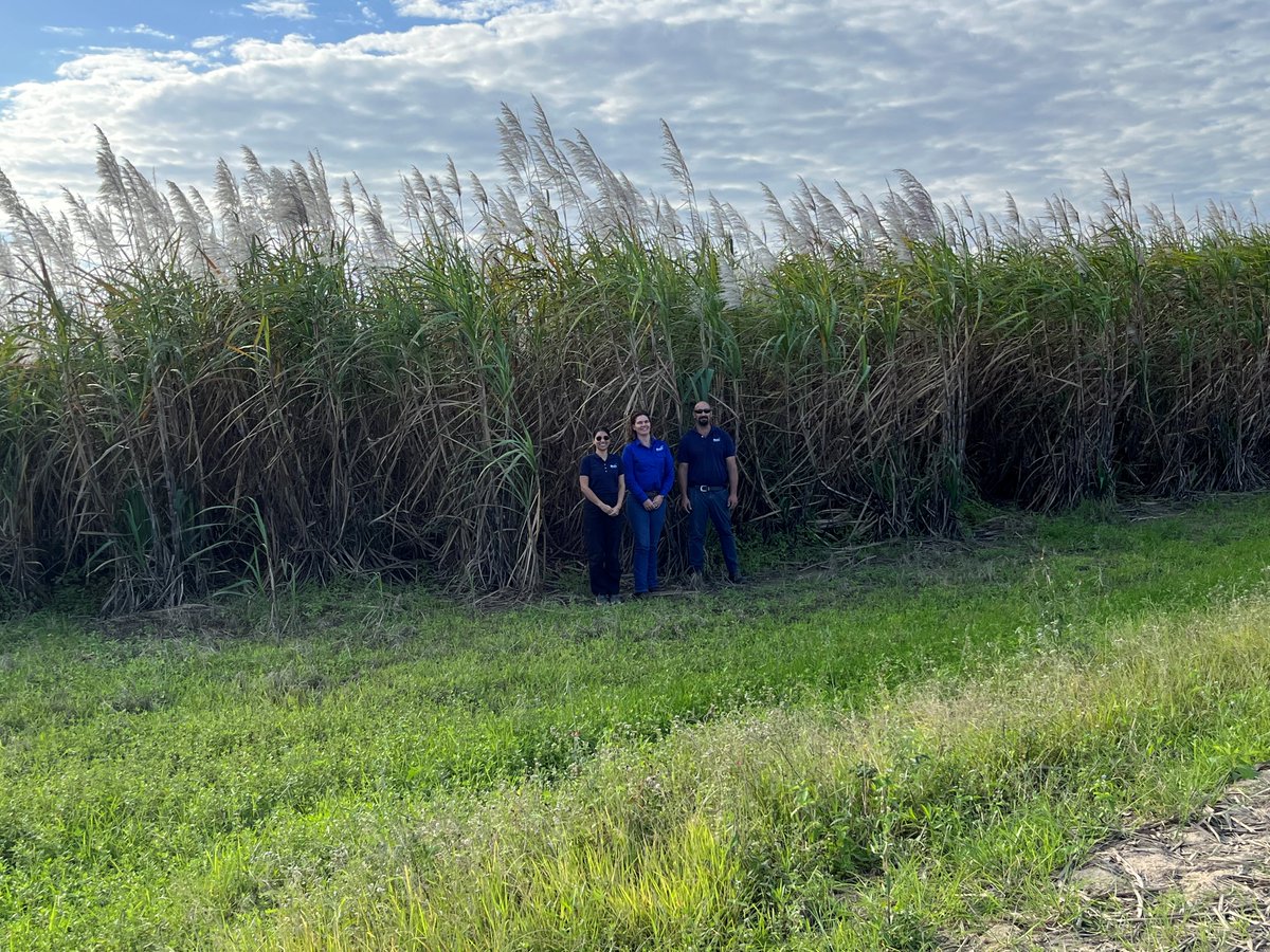muirsco's tweet photo. Anita Davina, Shamli, and John Patane from Muirs were busy with soil tests on a sugarcane farm. Prepping for planting and showcasing the results of last season's efforts. 🌱 #LongLiveFarming #Muirsco https://t.co/ckJRG0APv9