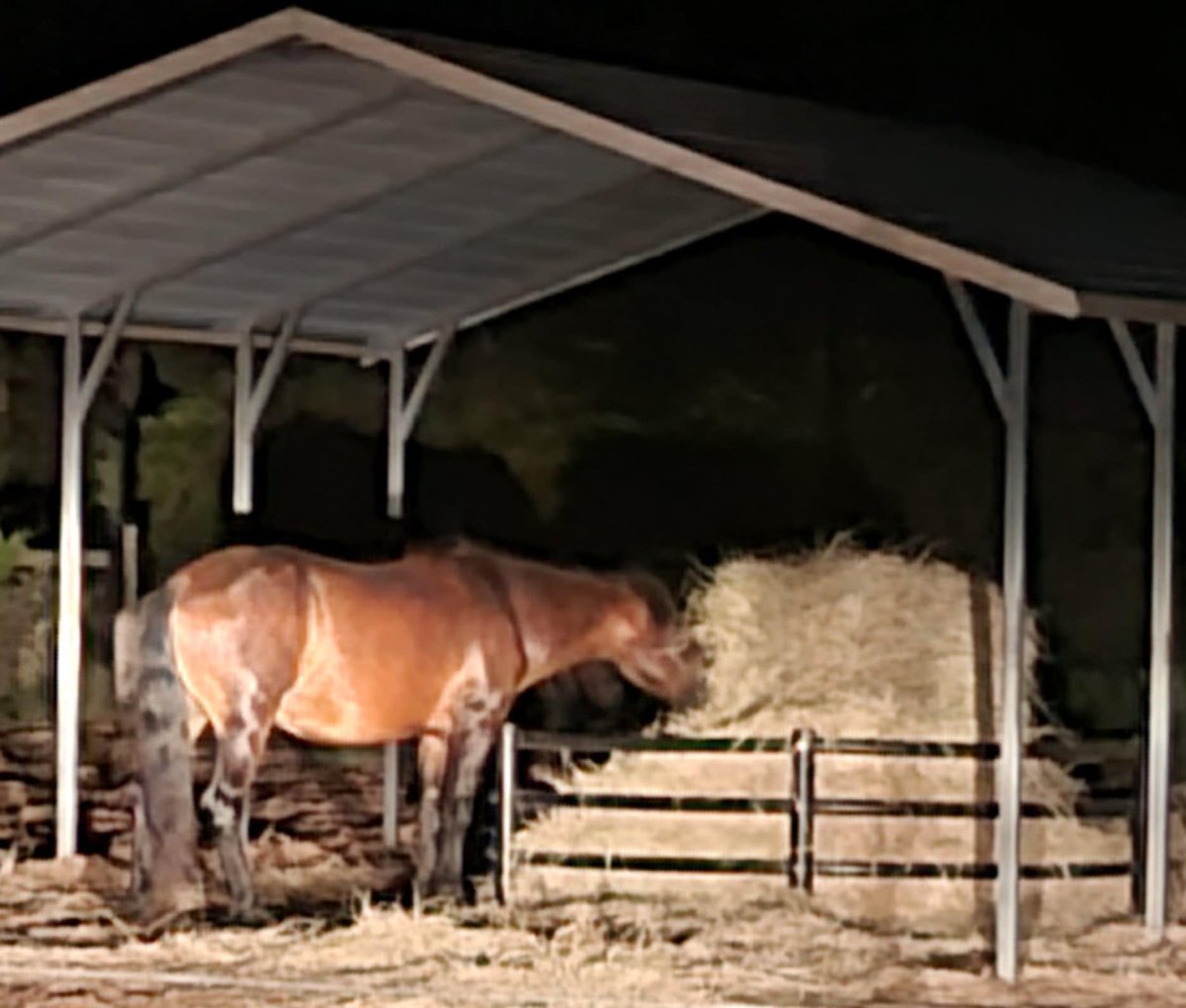 PRRHorseRescue's tweet image. Please know that yes we now have funds for 6 round bales, this need is ongoing. You can help us at any time. 
Hay is always a great need. 

Linktr.ee/PRRHR

#Thankful #Horses #RescueHorses #RescueEquine #Support #Donate