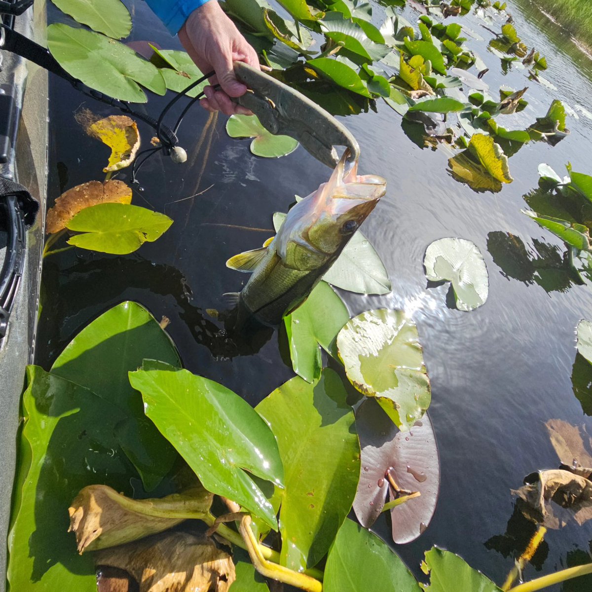 NicholasBeltr17's tweet photo. Unfortunately won't be able to attend @icastshow this year but here's to all the companies and great people that always show up !!!!!! Have a great show ๐
#icast #icast2024 #snook #snookfishing #kayakfishing ##outdoors #yakattackfishing ##p127 #vexanrods https://t.co/FcV0ky6DGP