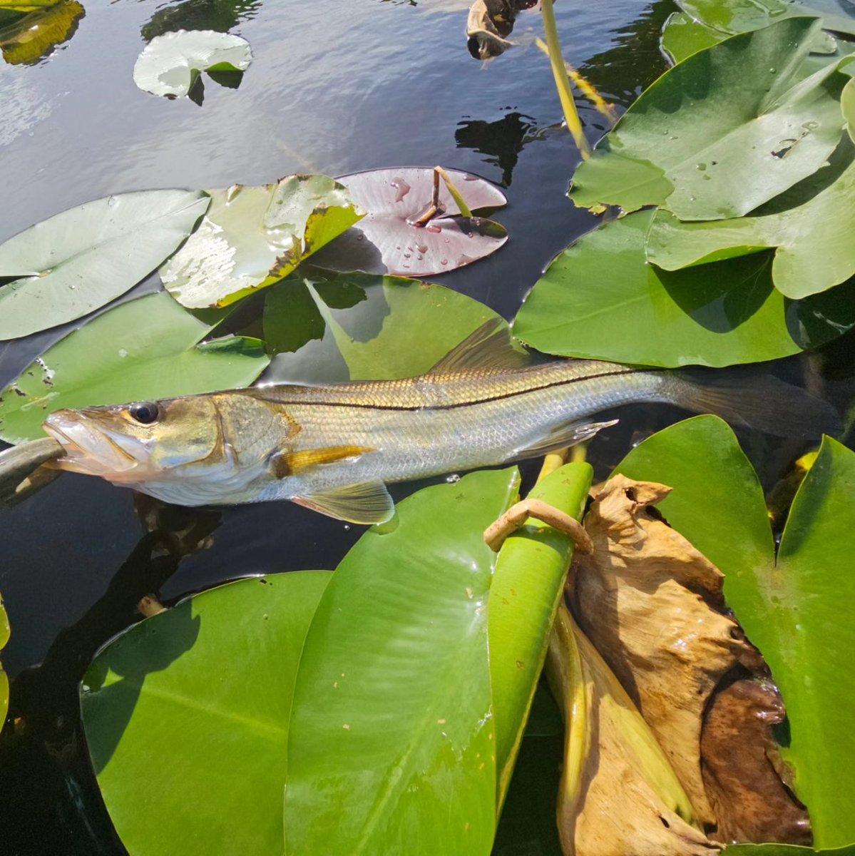 NicholasBeltr17's tweet photo. Unfortunately won't be able to attend @icastshow this year but here's to all the companies and great people that always show up !!!!!! Have a great show ๐
#icast #icast2024 #snook #snookfishing #kayakfishing ##outdoors #yakattackfishing ##p127 #vexanrods https://t.co/FcV0ky6DGP