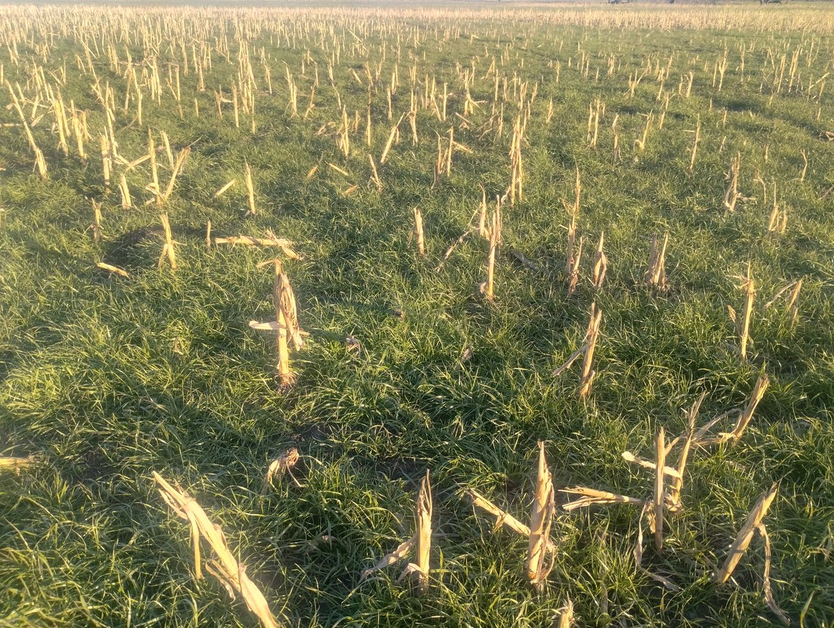 Santiguazzelli's tweet photo. Rebrote de #raigras voleado sobre #maíz diferido. Lastima las heladas que no lo dejan crecer.
Intensificación de rotaciones en sistemas mixtos.
#ganadería en #siembradirecta https://t.co/OwkopSpL8c