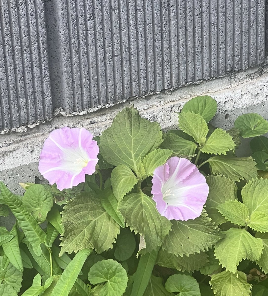 おはようございます😊
連休も終わりましたね✨🌈
　
7月も後半ですよー🍉　　
夏祭り＝ジッタリジンを思い出します🎐

今週もよろしくお願い申し上げます🙇‍♀️

奇跡のコミュニティ✨
＼🦄#憩いの泉🦄／

👼参加条件は…
コミュニケーションを大事にする方🌈
仲間の成功を一緒に喜べる🌈