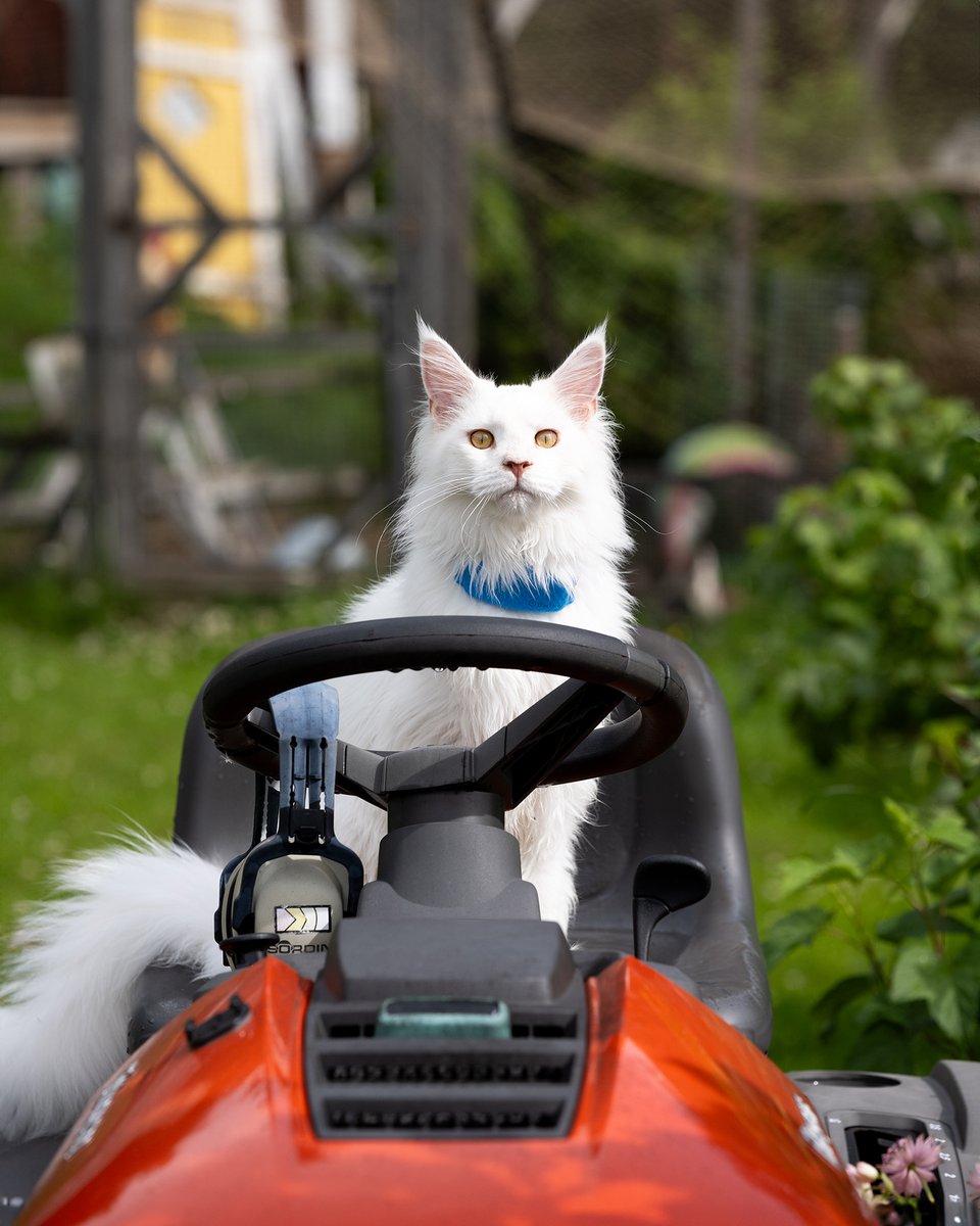 _ViralCats_'s tweet photo. Peppino takes his lawn mowing job very seriously. ๐๐ค
Photo by Robert Strand.
#catswithjobs #catjobs #cats #funnycats #kitty #cat #cats #ViralCats #pets https://t.co/XUi9POcaA4