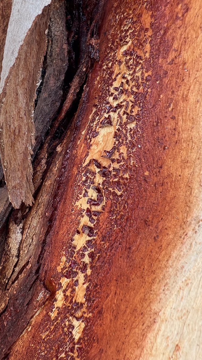 Lord Wes from Canberra tweet media