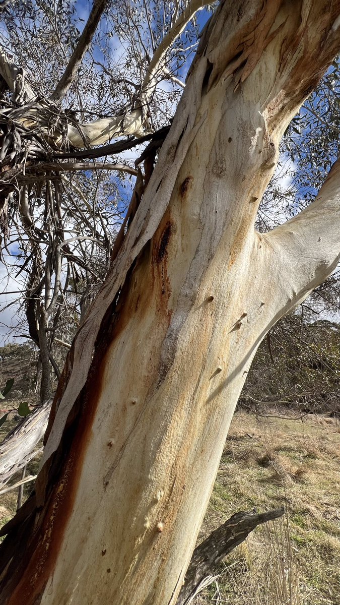 Lord Wes from Canberra tweet media