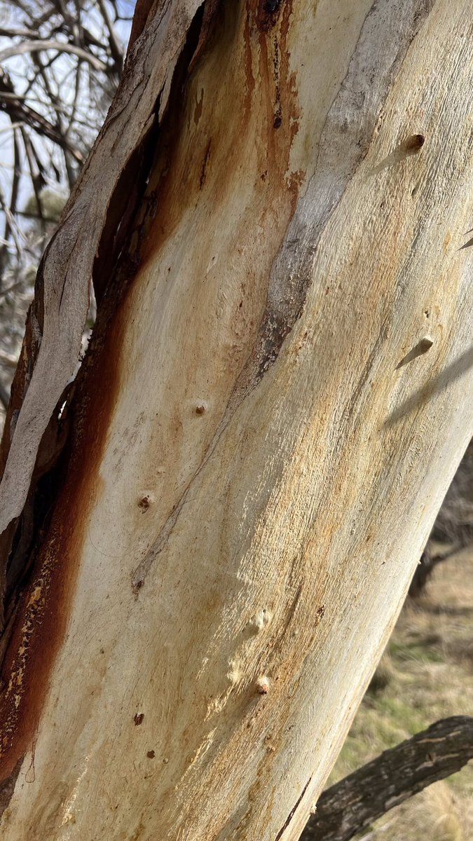 Lord Wes from Canberra tweet media