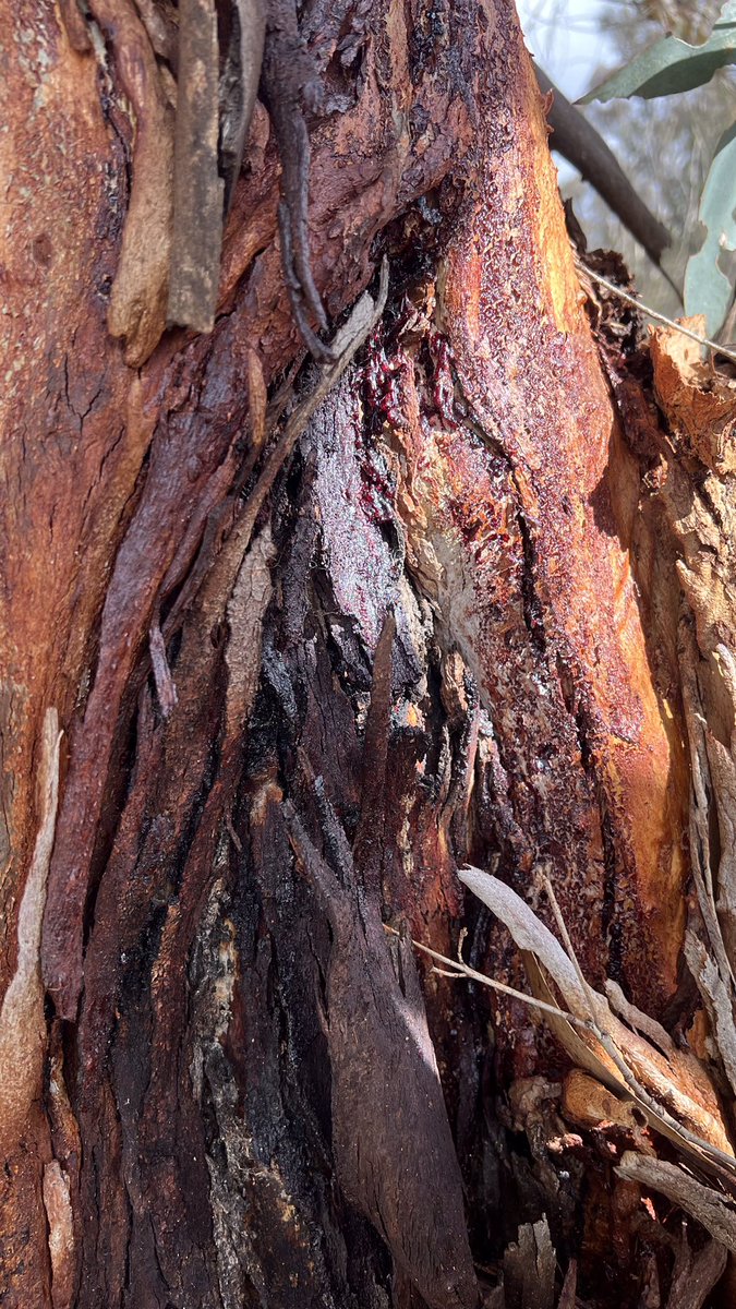 Lord Wes from Canberra tweet media