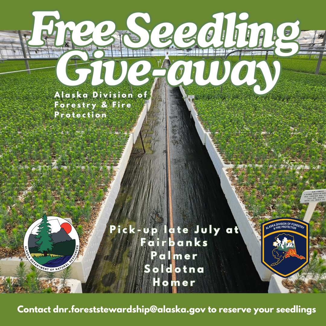 AK_Forestry's tweet photo. 🌲Tree Seedling give-away🌲 AK DOF's Forest Stewardship Program is connecting private forest landowners with seedlings - for free! Available this month in the Kenai Peninsula (4,700), Mat-Su (8,400) and Fairbanks (4,000). 

Contact DNR.FORESTSTEWARDSHIP@ALASKA.GOV for more info. https://t.co/KzguIwnI8n