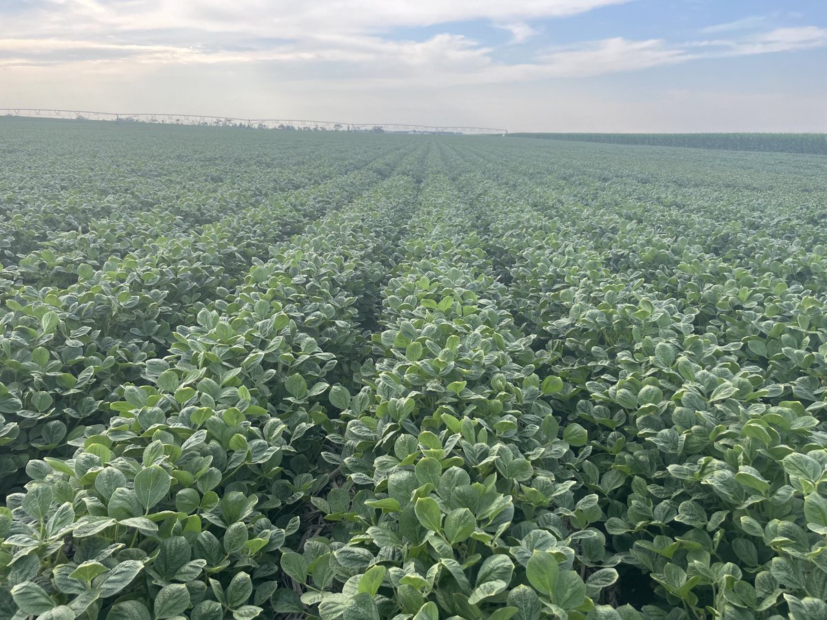 ⁦<a href="/PioneerSeeds/">Pioneer Seeds U.S.</a>⁩ Z series beans are looking great! If you want yield and flexibility in your spray program and the best agronomic package on the market! Z is the right choice.
