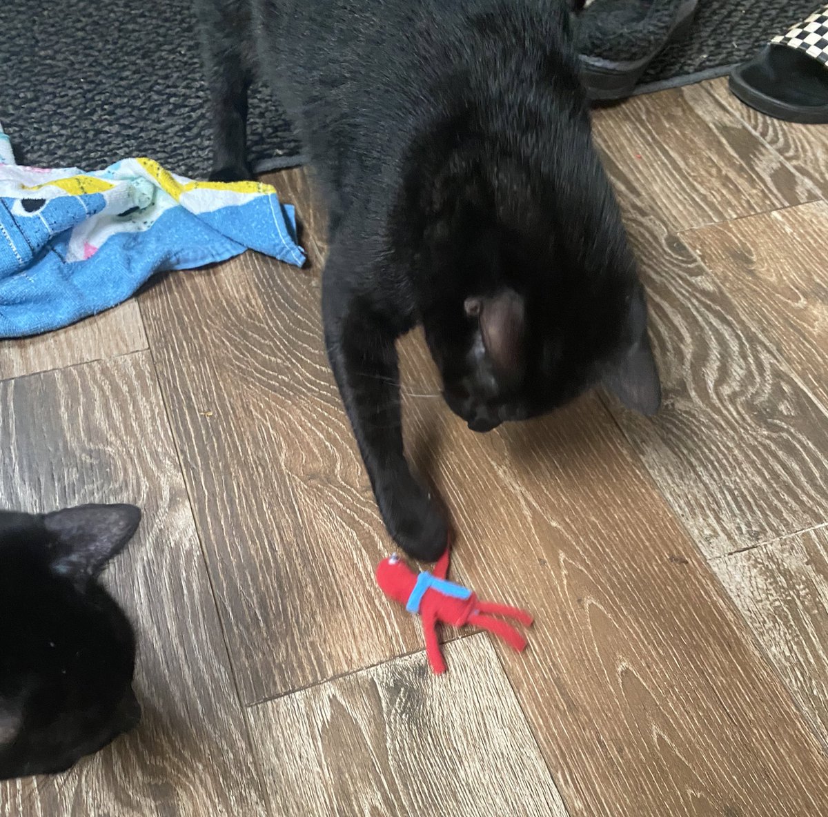 basicallyedd's tweet photo. cat tested and cat approved https://t.co/iHdfgY8gIf