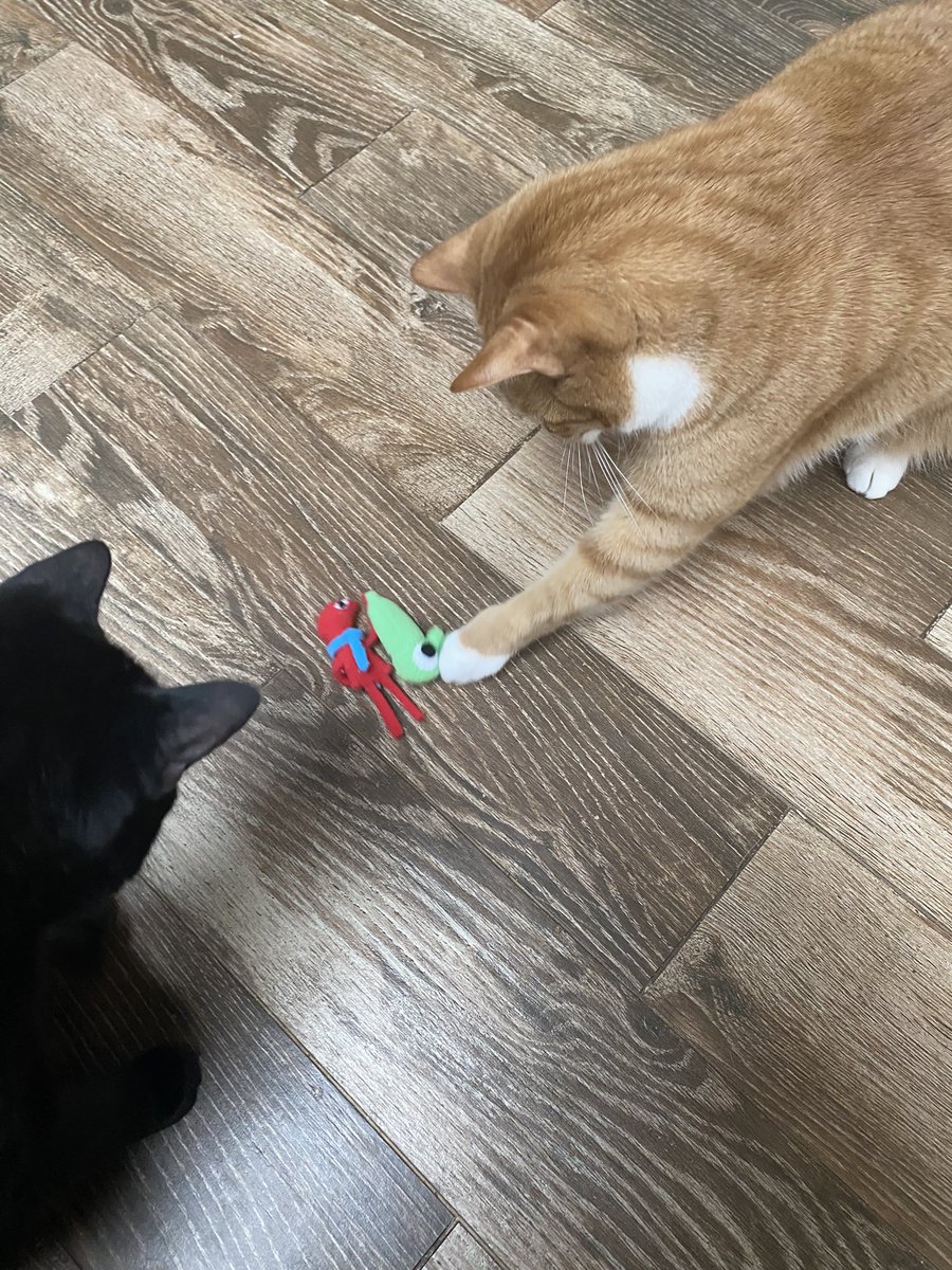 basicallyedd's tweet photo. cat tested and cat approved https://t.co/iHdfgY8gIf