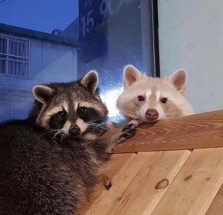 me w my gurl <a href="/zombiespop/">lili</a> ♡♡♡♡♡☆☆☆☆☆☆♡♡♡♡☆☆☆♡ ੭* ‧₊°
