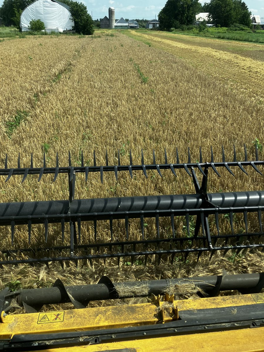 On a récolté l’orge d’automne aujourd’hui. 5.8t/ha à 13% d’humidité. Très satisfait pour un premier essai. Aucun herbicide ni fongicide appliqué cette année sur ce champ.