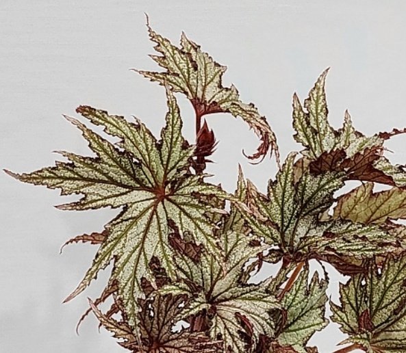 이걸 베니토치바 ~ 은베고니아로 팔고있던데.. 내가 아는 베니토치바는 룩스리안스 교배라 잎이 완전 갈라지던데....

일단 사봄