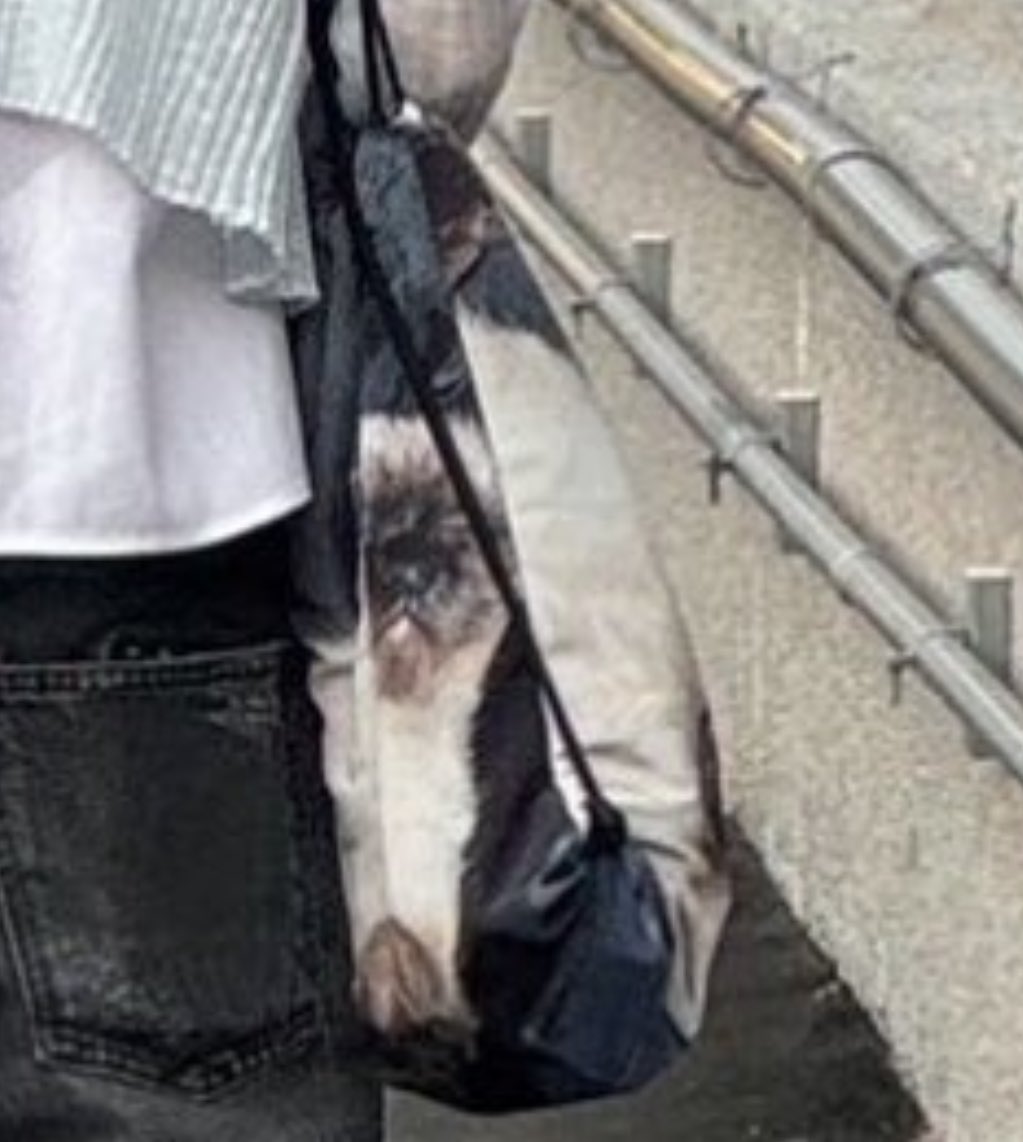 dinniebur's tweet photo. Seulgi's cat bag 😆 https://t.co/urid1sNQKb