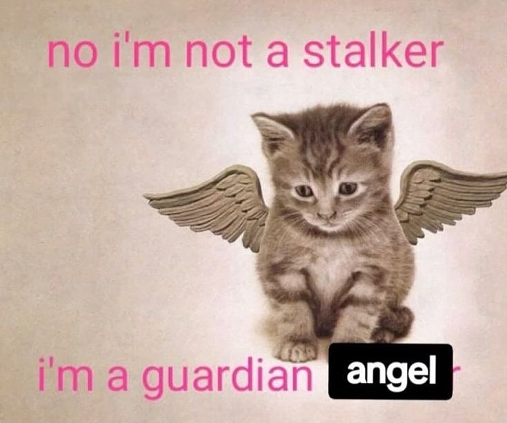 Punch Cat tweet media