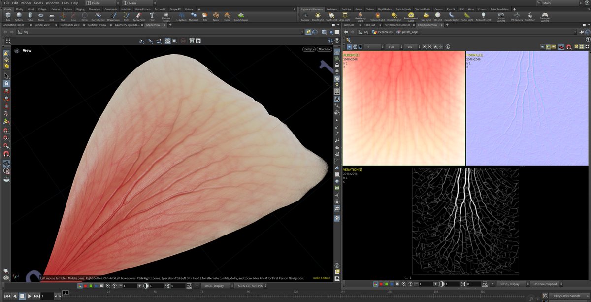 #houdini 20.5 Copernicus for procedural petal venation... lots of possibilities with rasterize geo