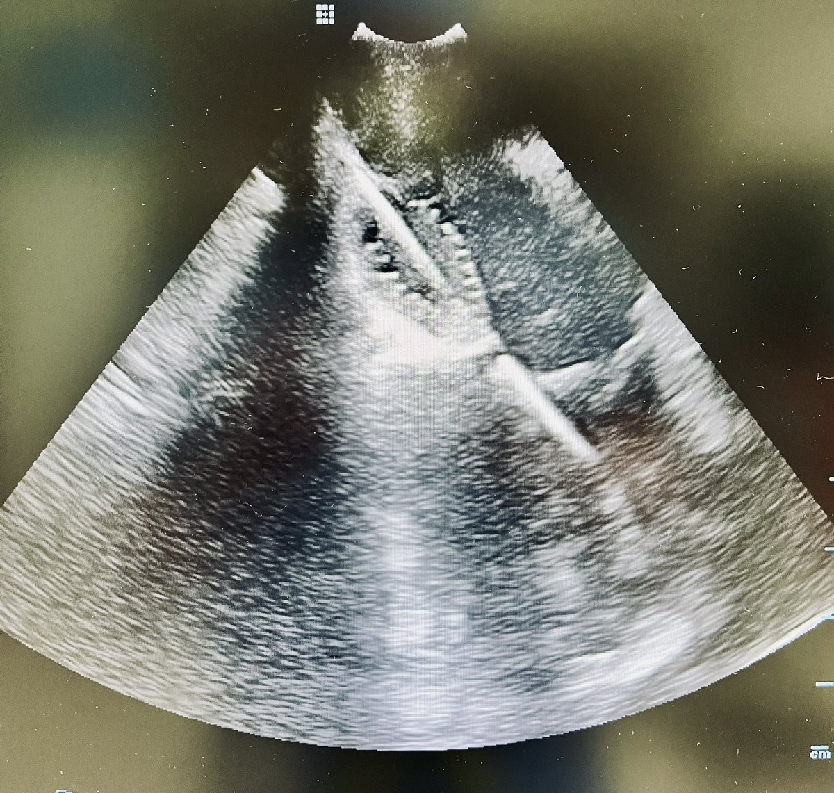 Josh Payne tweet media