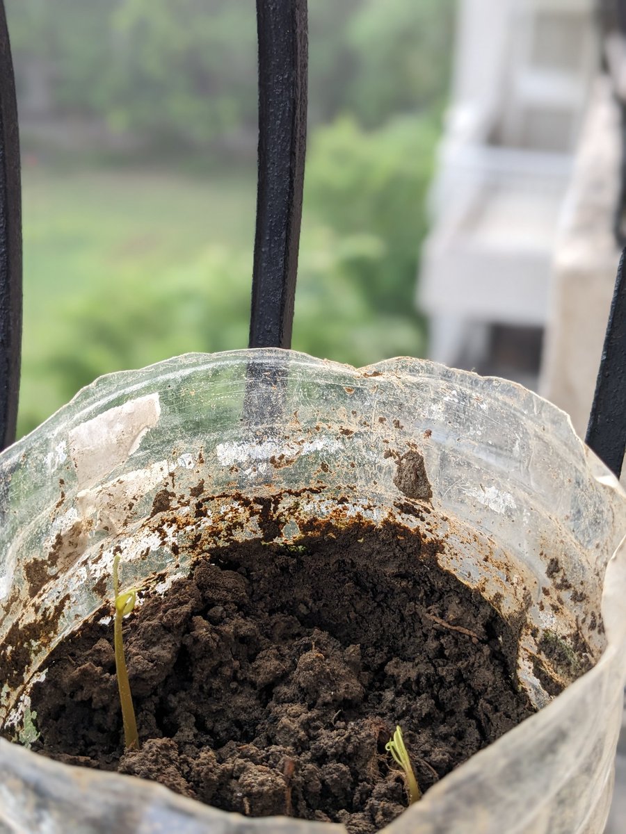 vanavistar's tweet photo. Someone is popping out with a promise of tasty mangoes 🥭
#addonemore https://t.co/iMIC9SwJMM
