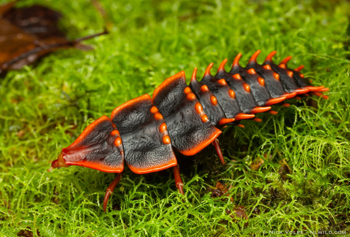 nvolpewild's tweet photo. TIMELINE CLEANSE! ✨✨✨
BUUUUUGS! 
This place is pretty crazy and political at the moment, so heres a thread on some of my FAVOURITE bug photos! 🦋🐞🐝
Retweet everyone! 🐌

First is the amazing and prehistoric looking Trilobite Beetle from the rainforests of Borneo! 🌳 https://t.co/oeNVKWJ0gK