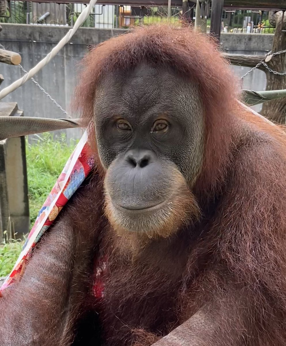 スマトラオランウータンのリリーちゃん、今日は14歳のお誕生日です